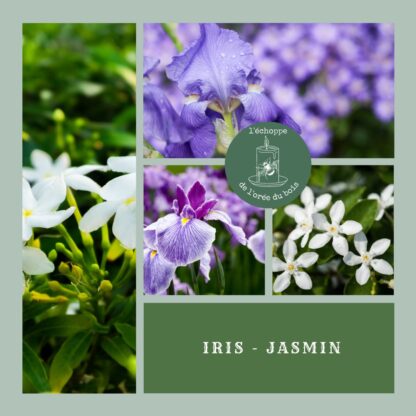 Iris Jasmin