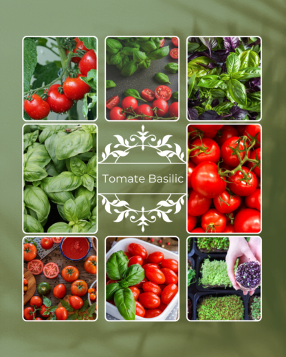 Tomate basilic